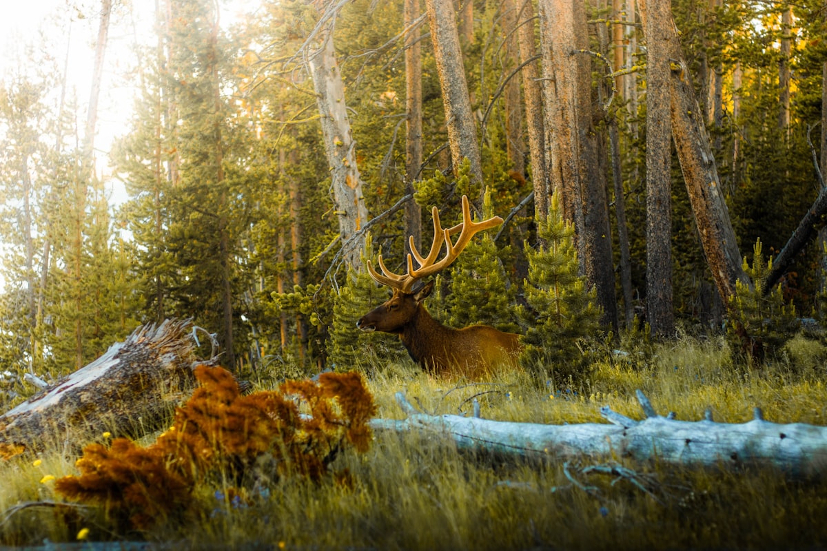 Bull elk with heavy antlers in dense Idaho pine timber — classic Selway-Bitterroot wilderness elk country
