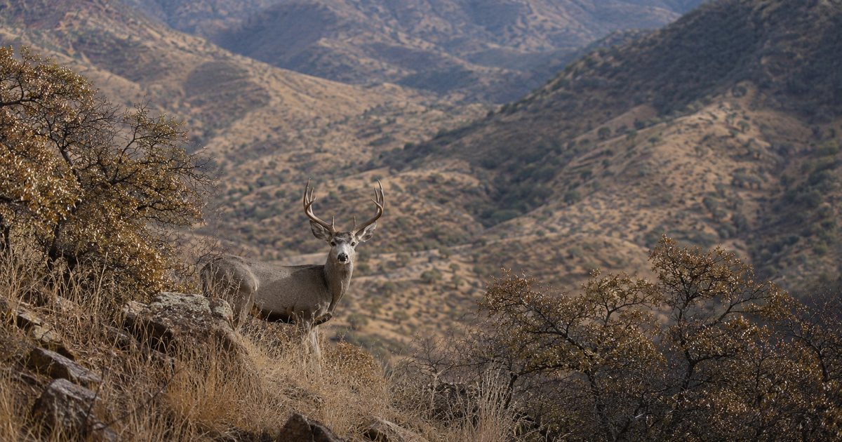Deer buck on dry brown grass in desert terrain, Coues deer hunting