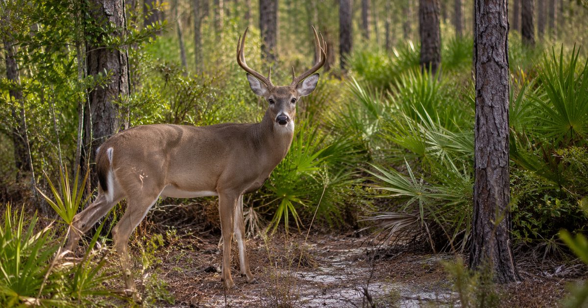 Whitetail deer in Florida palmetto scrub and pine flatwoods hunting terrain