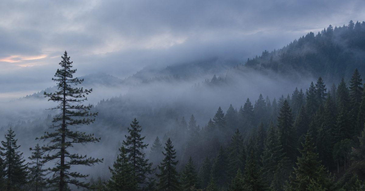 Fog rolling through a mountain conifer forest at dawn with low clouds obscuring ridgelines