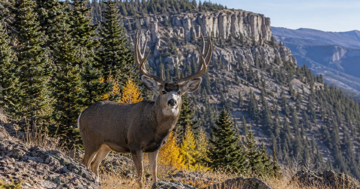 Mule deer buck standing in open sagebrush terrain in the American West