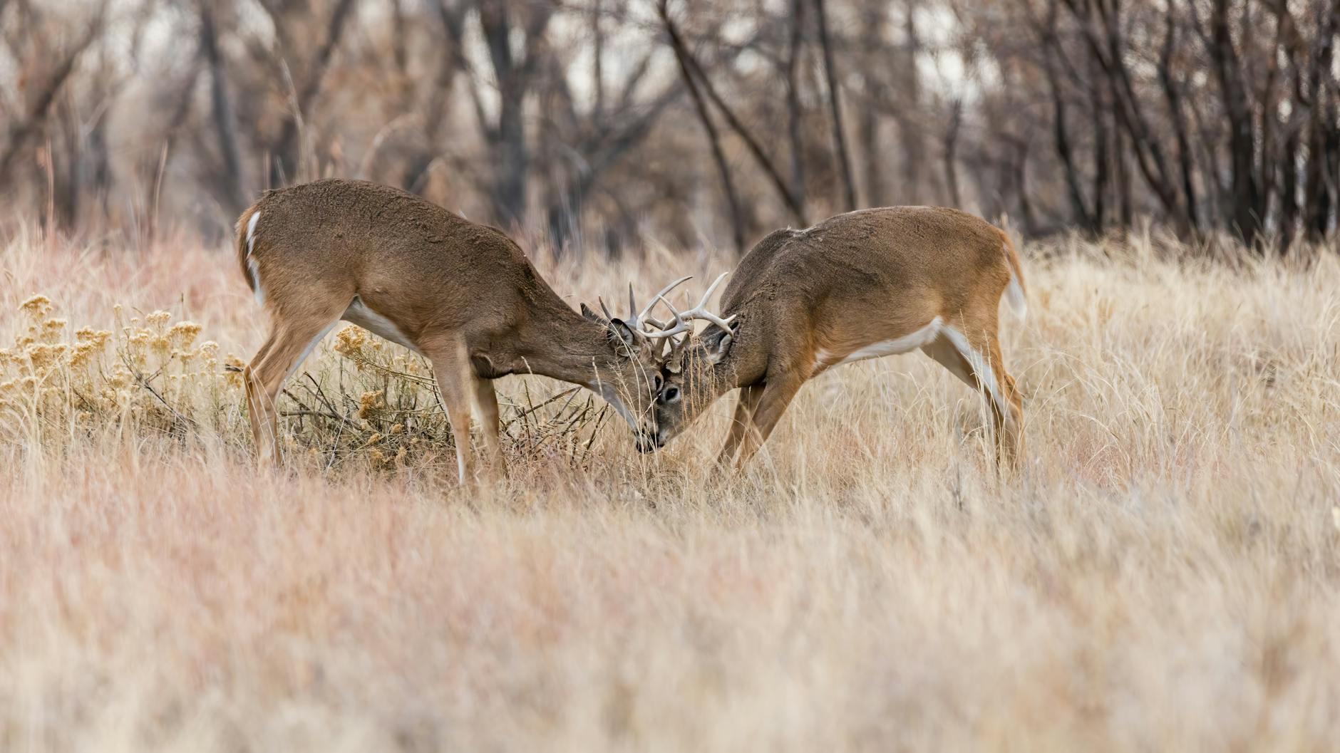 Two whitetail bucks locked in a rut-season sparring match — wind and scent control territory